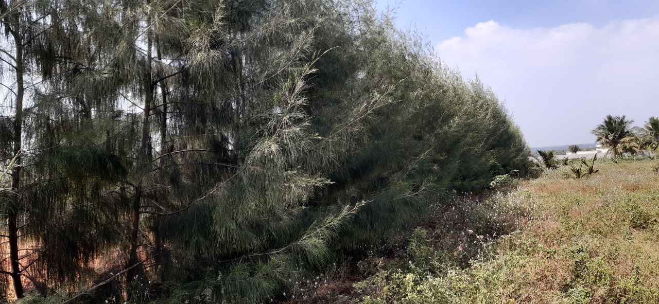 Windbreak clones of IFGTB in Palani 